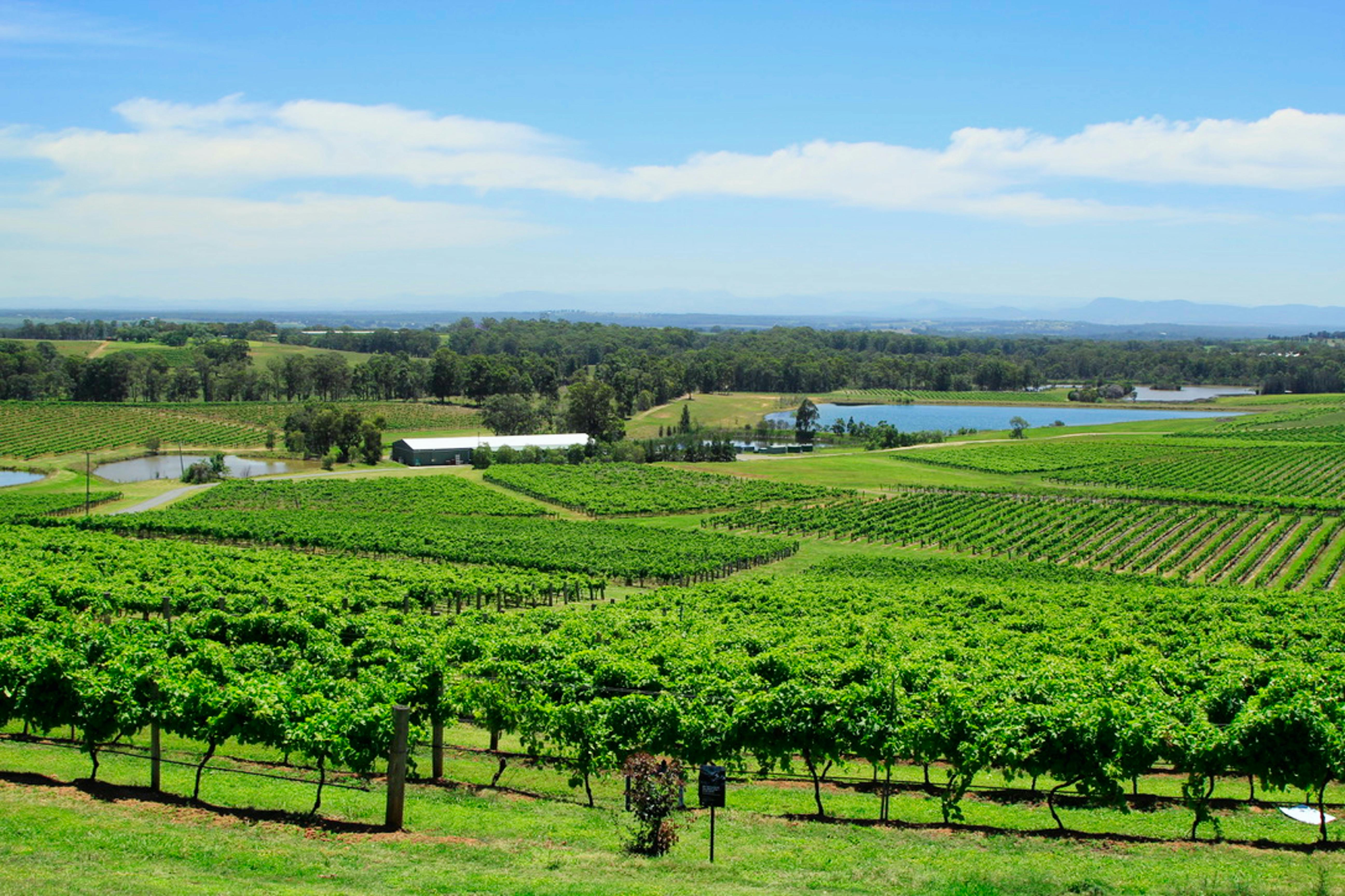 Winery Sacramento Events – Perfect for Gatherings & Celebrations
